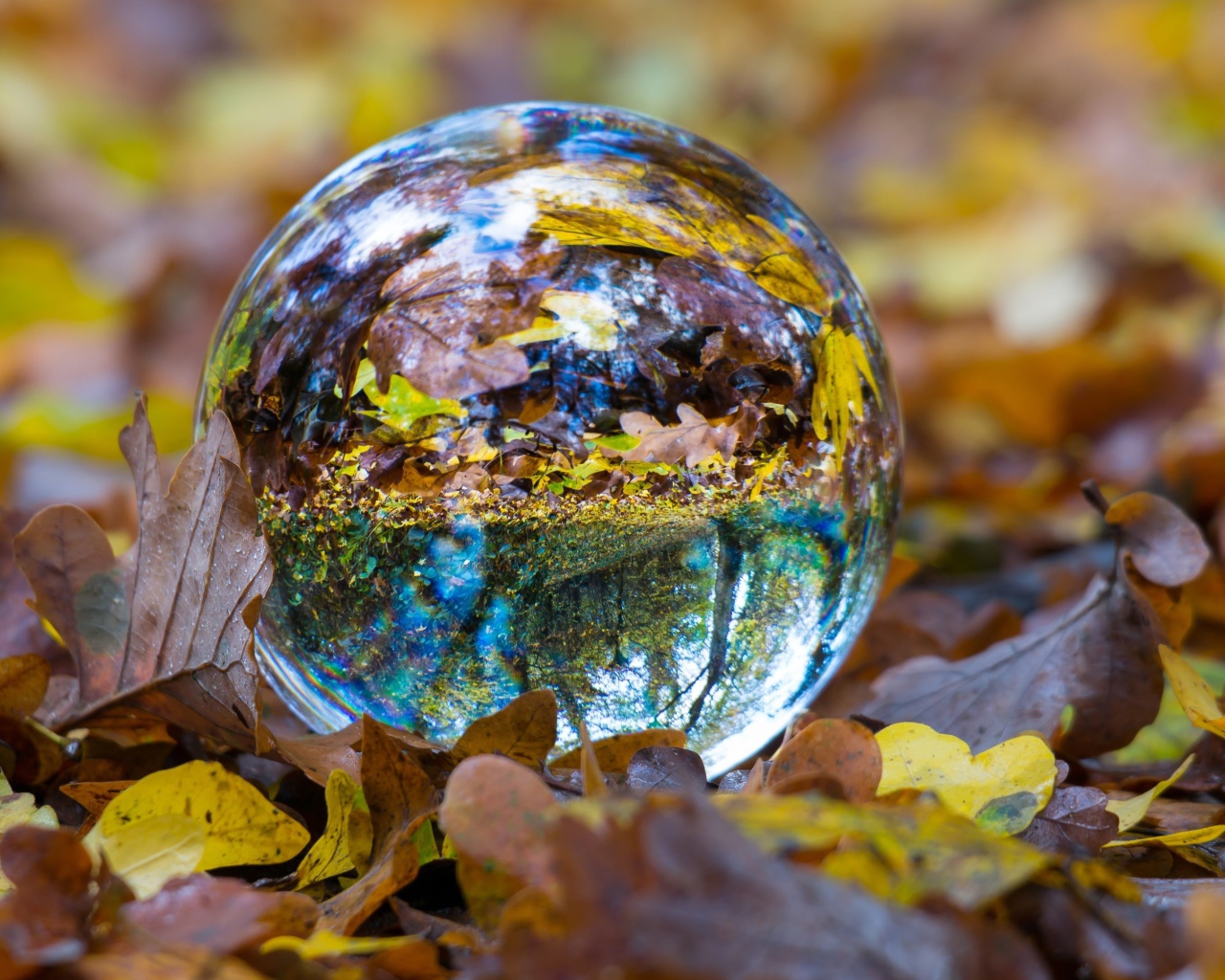 Стеклянный шар лежит на сухой желтой траве осенью