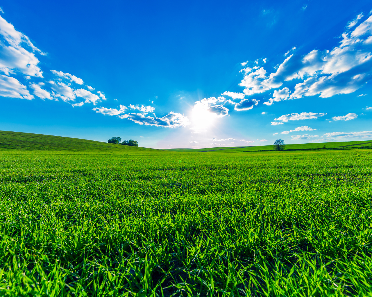 Зеленое поле под ярким солнцем в красивом голубом небе