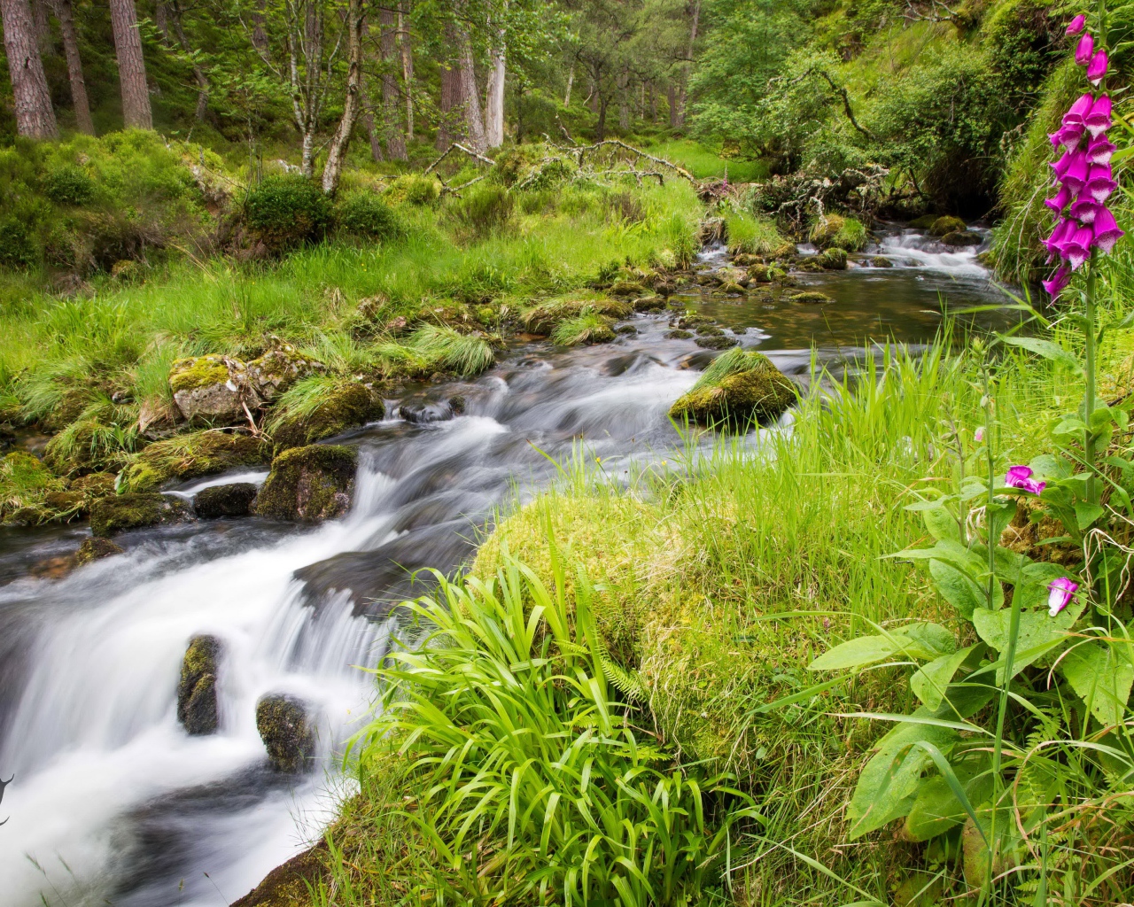 Сиреневый цветок растет на берегу у лесного ручья