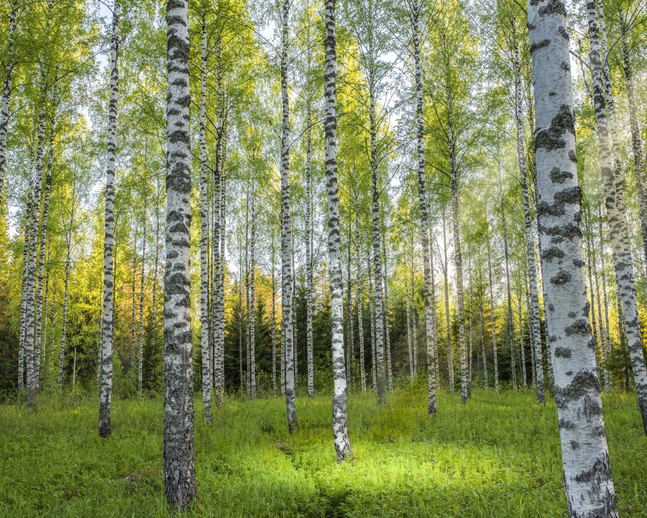 Красивые березы в березовой роще 