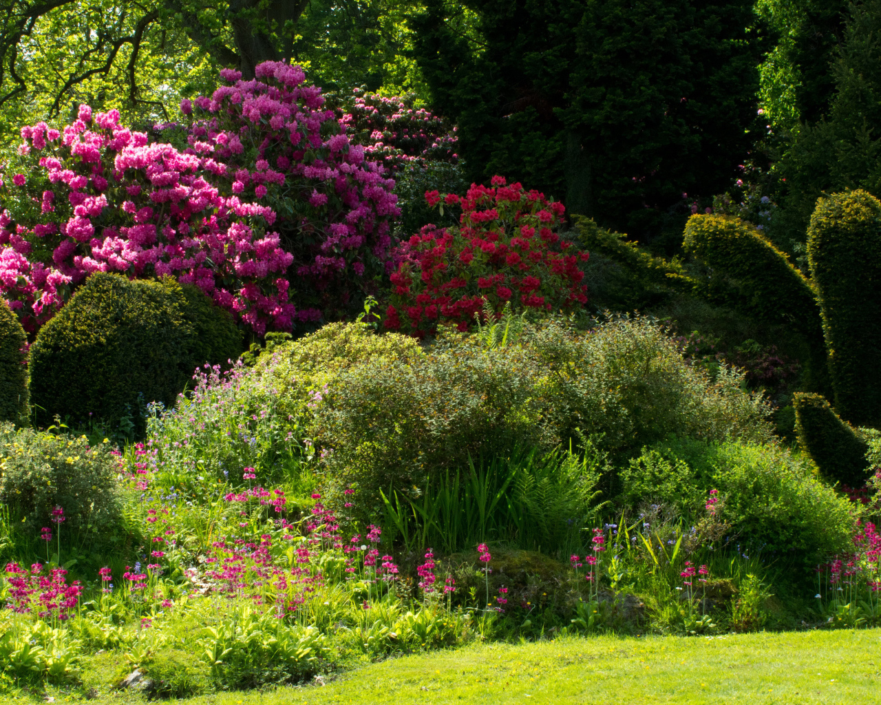 Красивые цветущие кусты роз в парке 