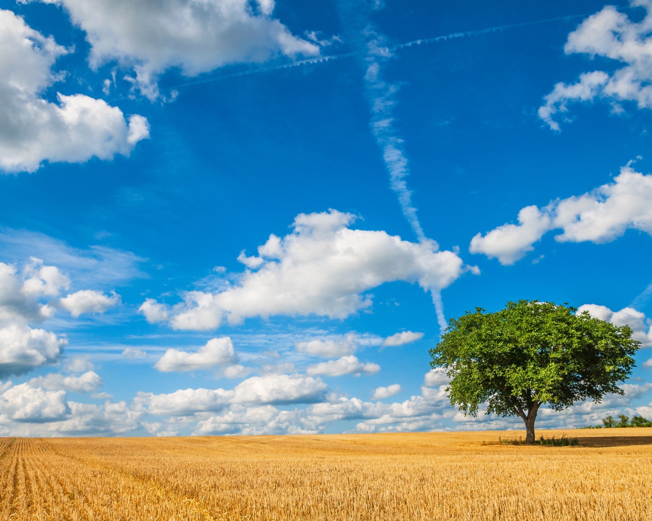 Голубое небо с белыми облаками над полем пшеницы