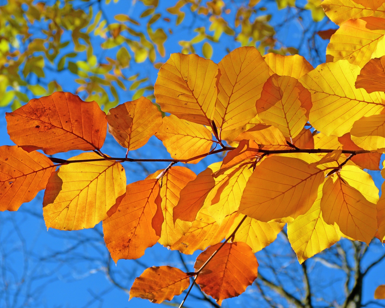 Ветка с желтыми листьями под голубым осенним небом