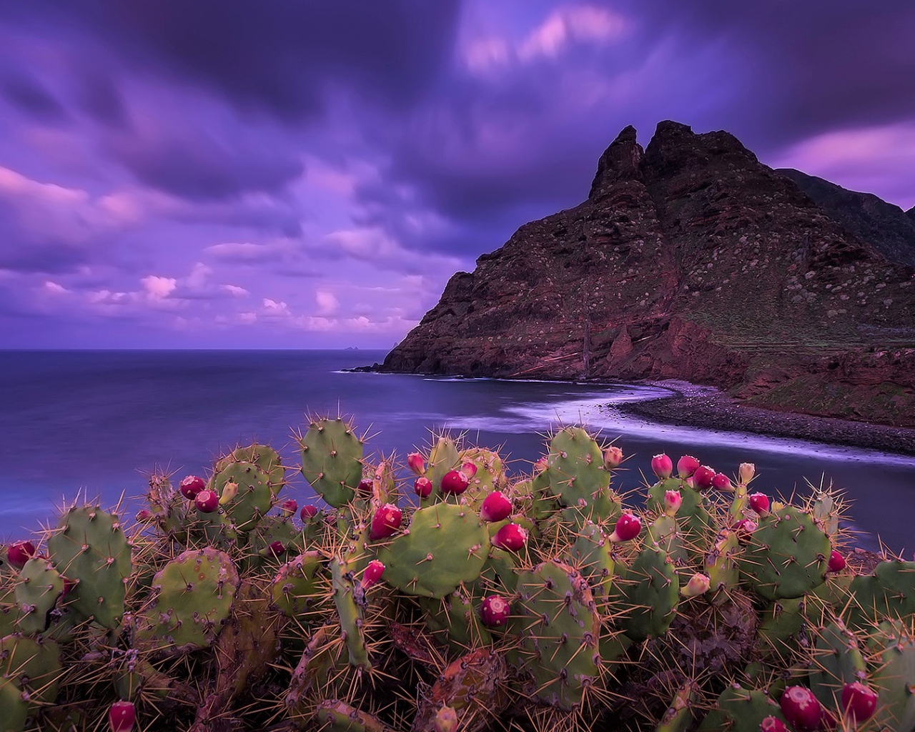 Кактусы на побережье на фоне красивого фиолетового неба
