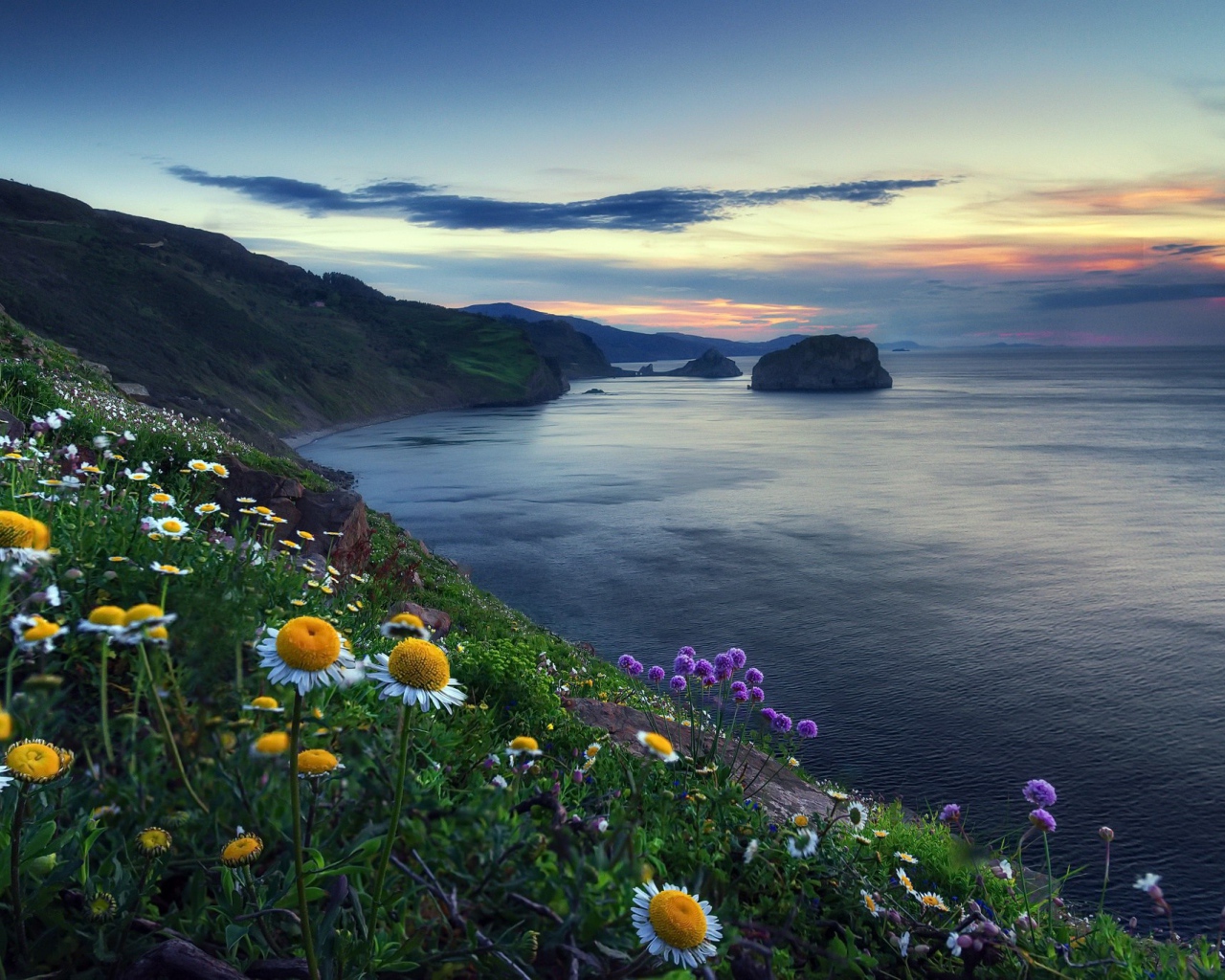 Ромашки на холме у океана 