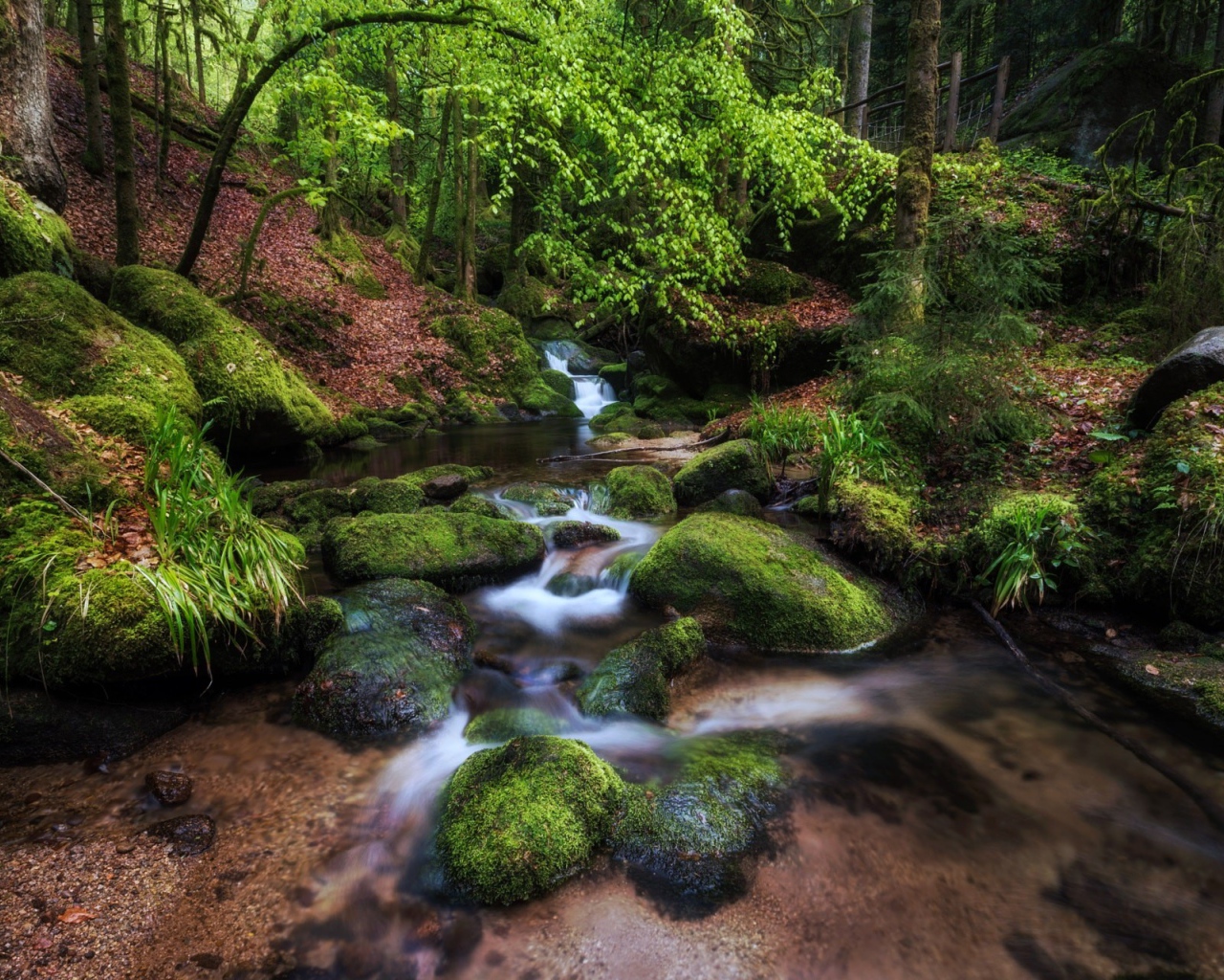 Чистый лесной ручей среди деревьев 