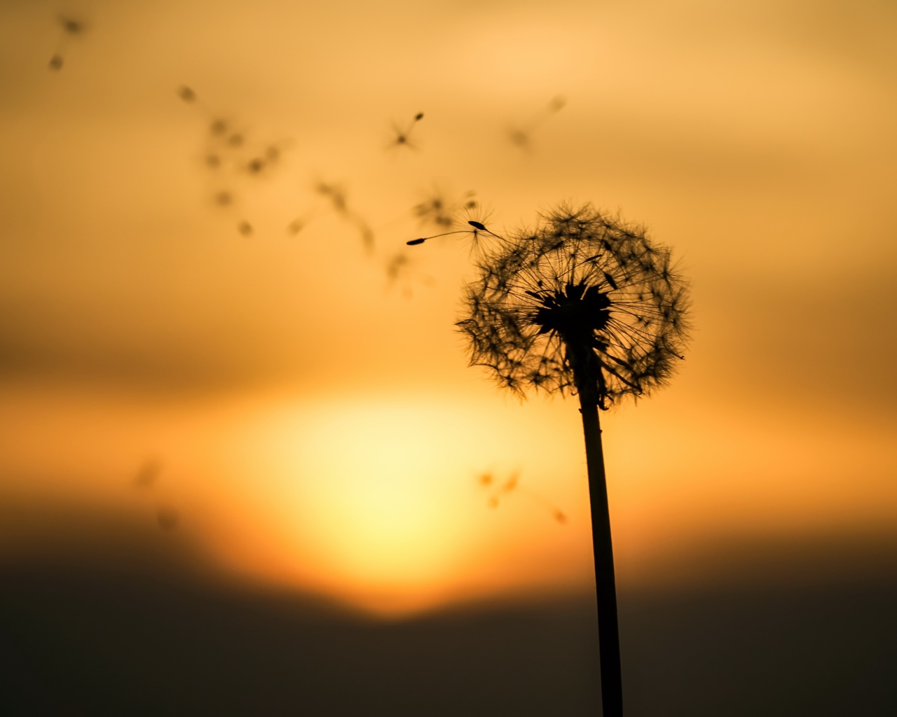 Одуванчик на закате разлетается на ветру 