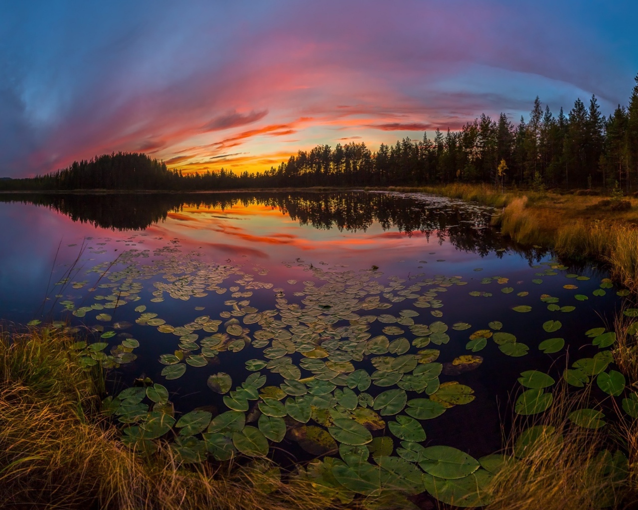 Сухая трава на берегу озера под красивым небом на закате солнца осенью