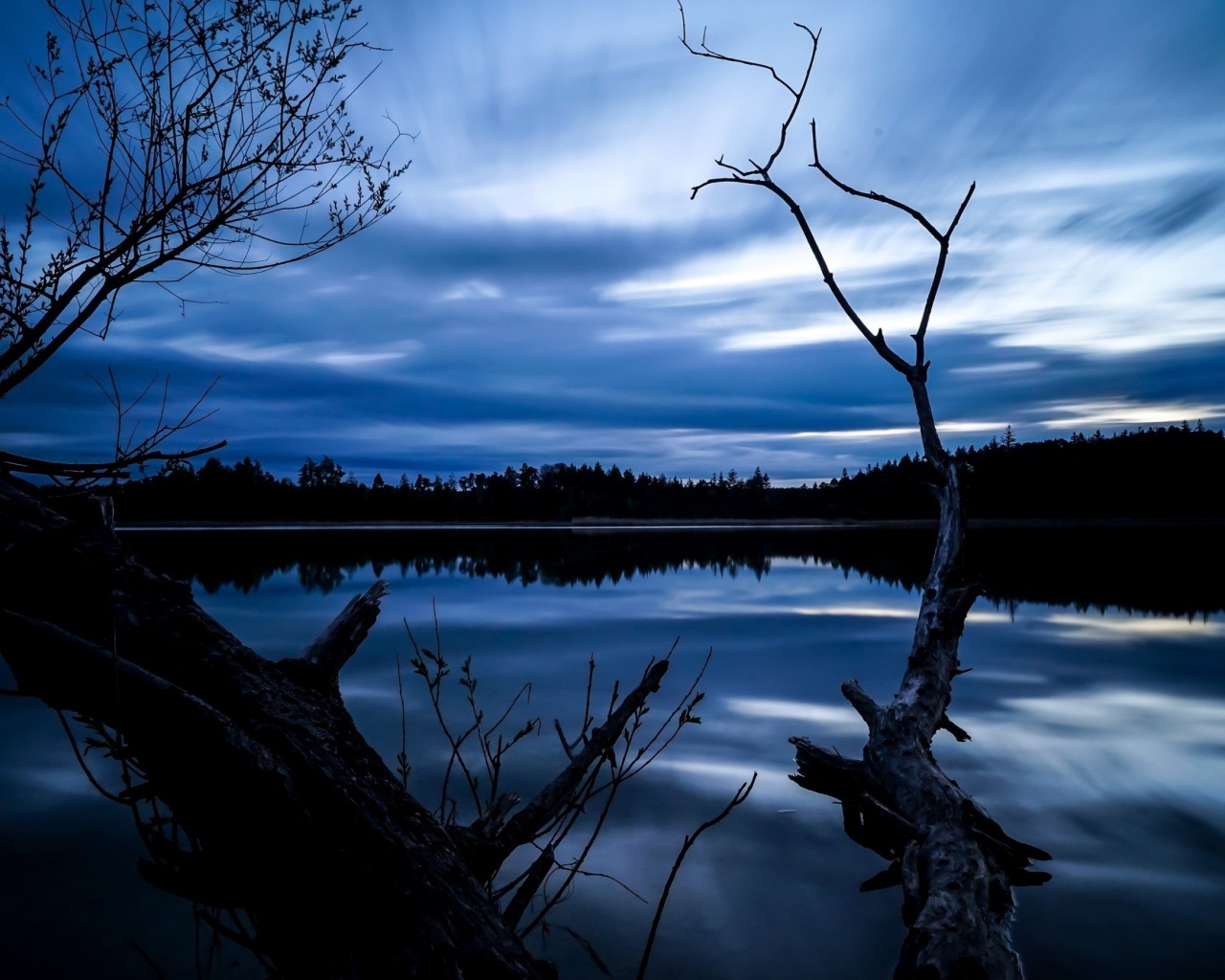 Сухое дерево у озера под красивым ночным небом