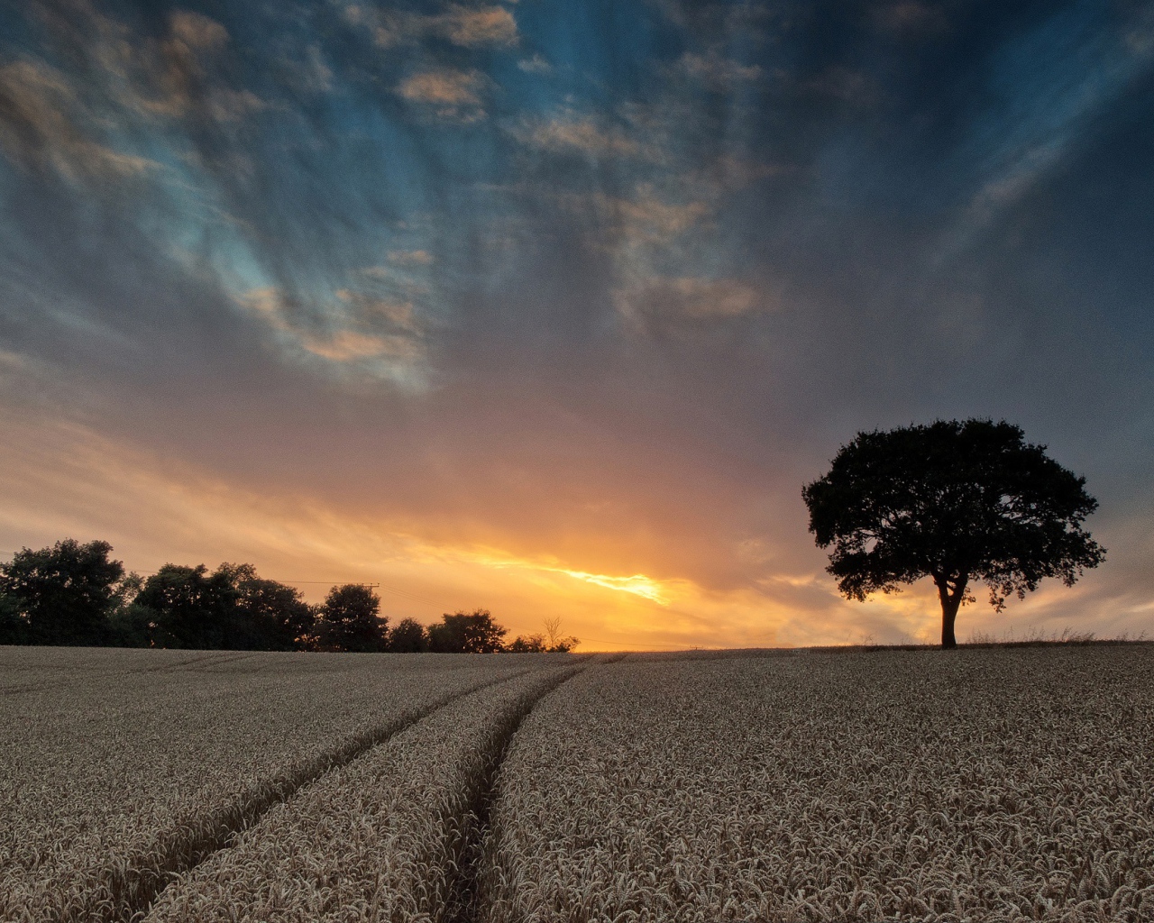 Поле пшеницы летом под красивым небом на закате солнца