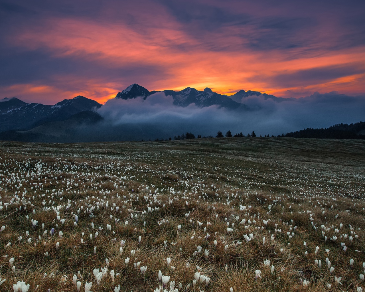 Поле белых крокусов у гор на фоне неба 