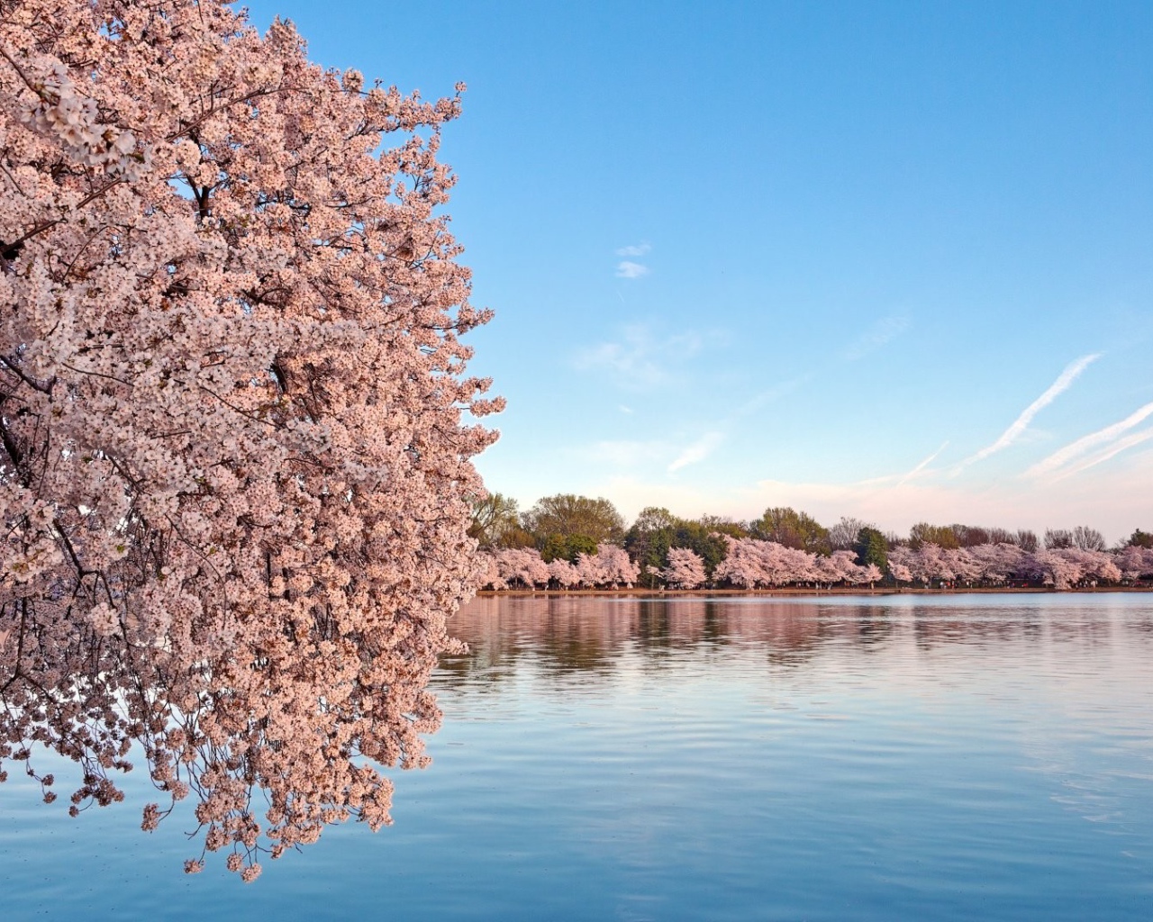 Цветущие деревья сакуры над водой 