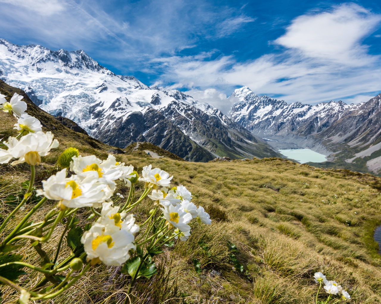 Цветы лютики на горе Маунт-Кук, Национальный парк в Новой Зеландии 