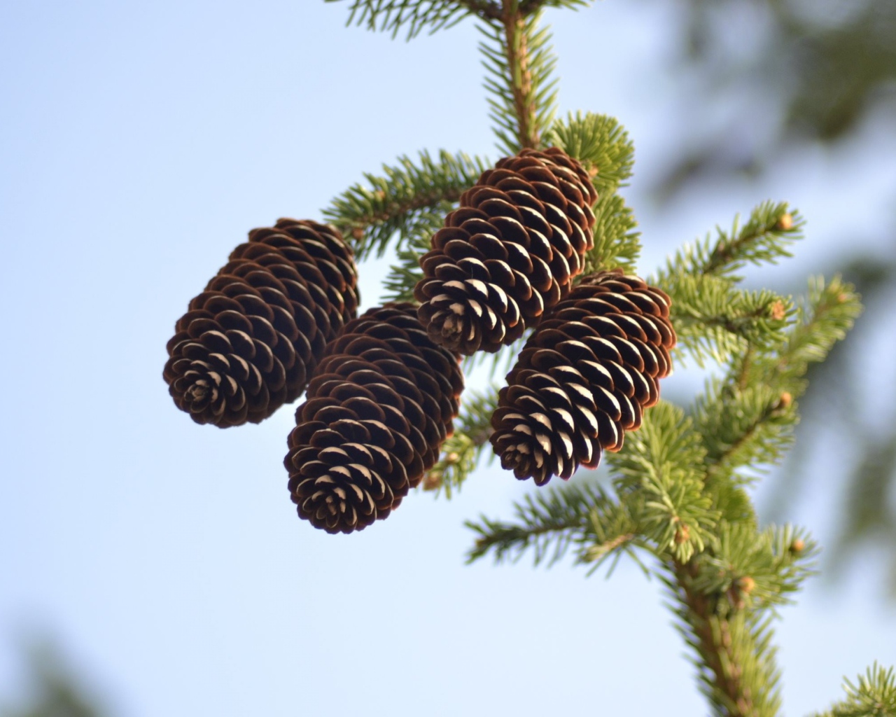 Четыре больших шишки на зеленой еловой ветке
