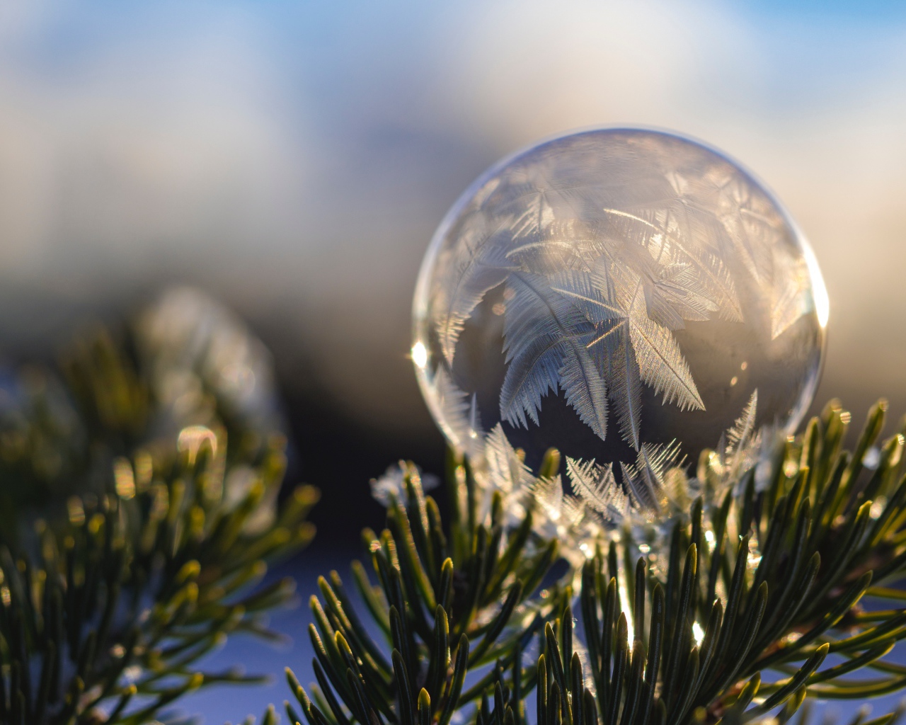 Замерзший мыльный пузырь на еловой ветке зимой