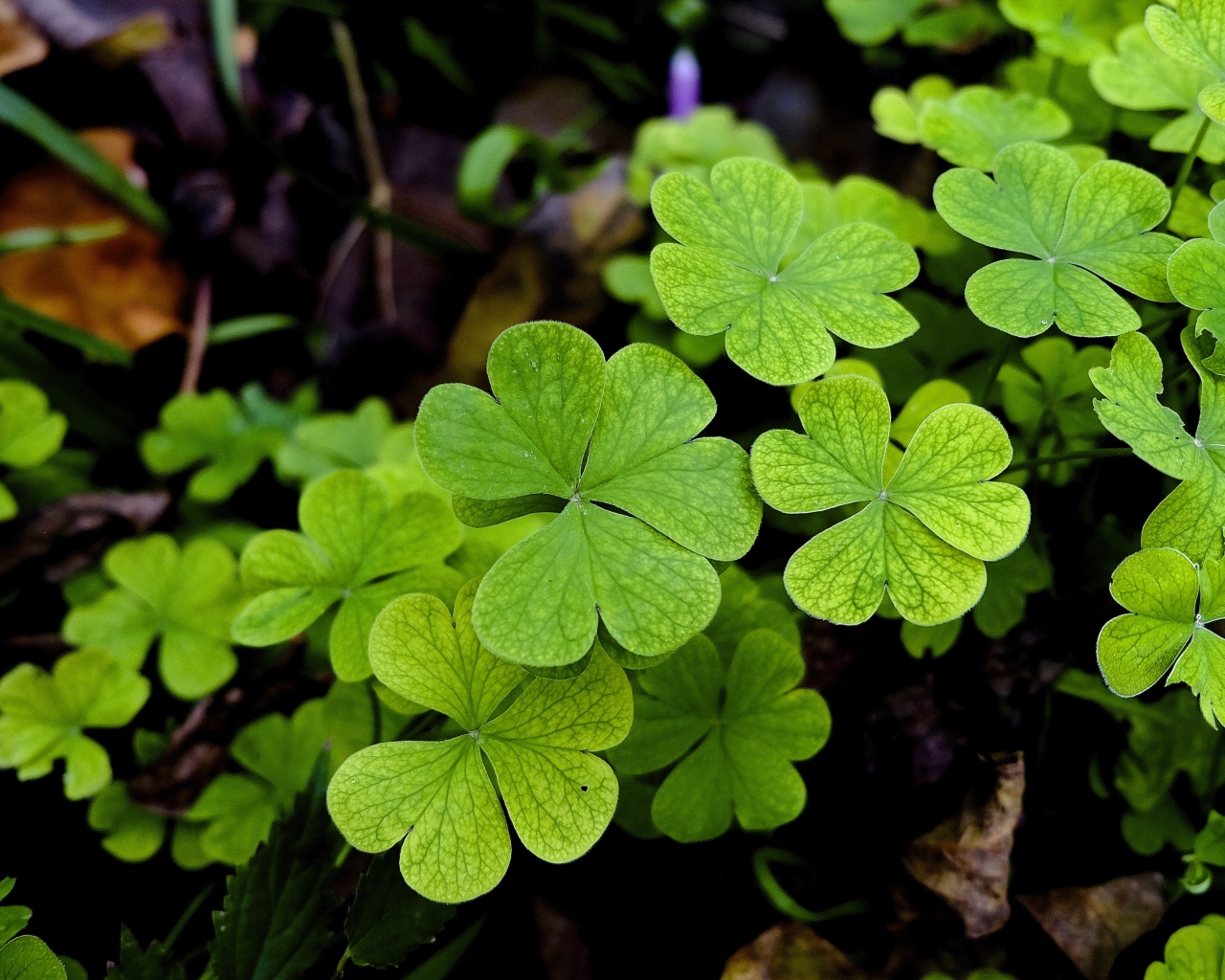 Зеленые листья клевера крупным планом