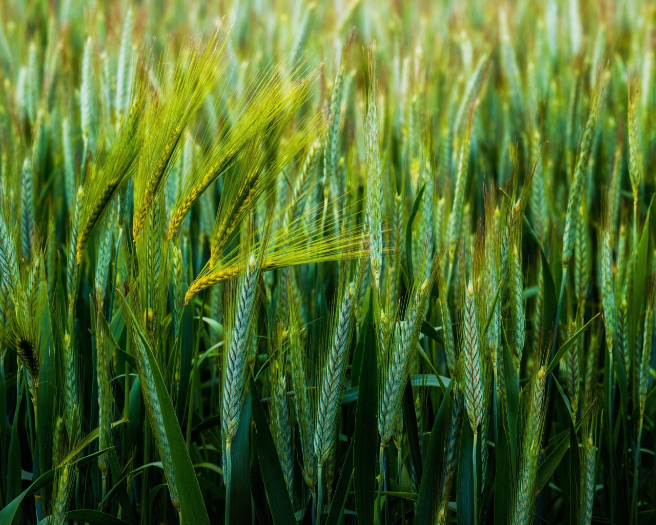 Зеленые колосья пшеницы в поле 