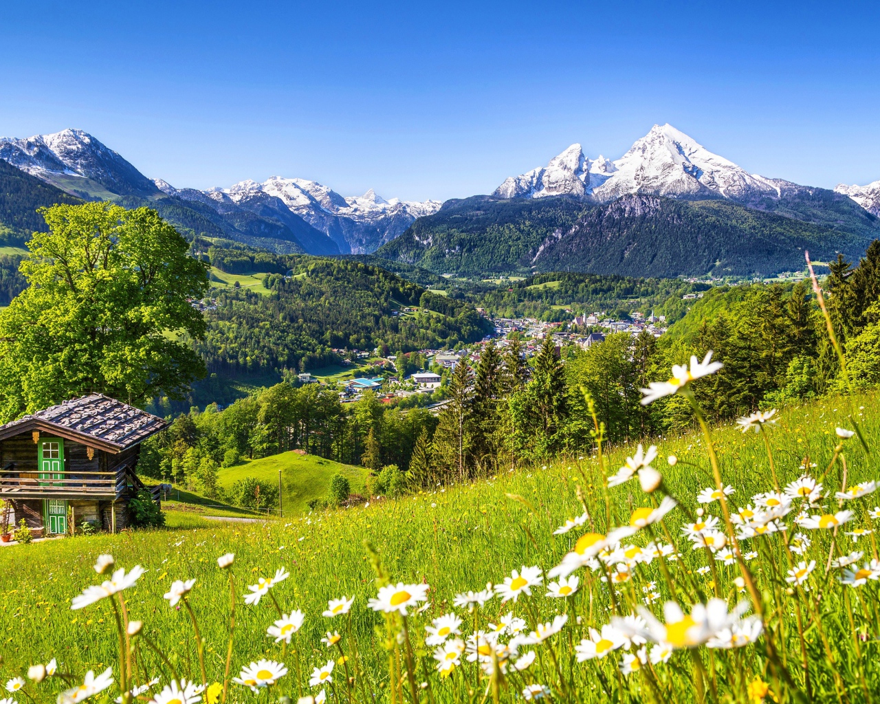 Зеленые цветущие альпийские луга на фоне заснеженных гор, Германия