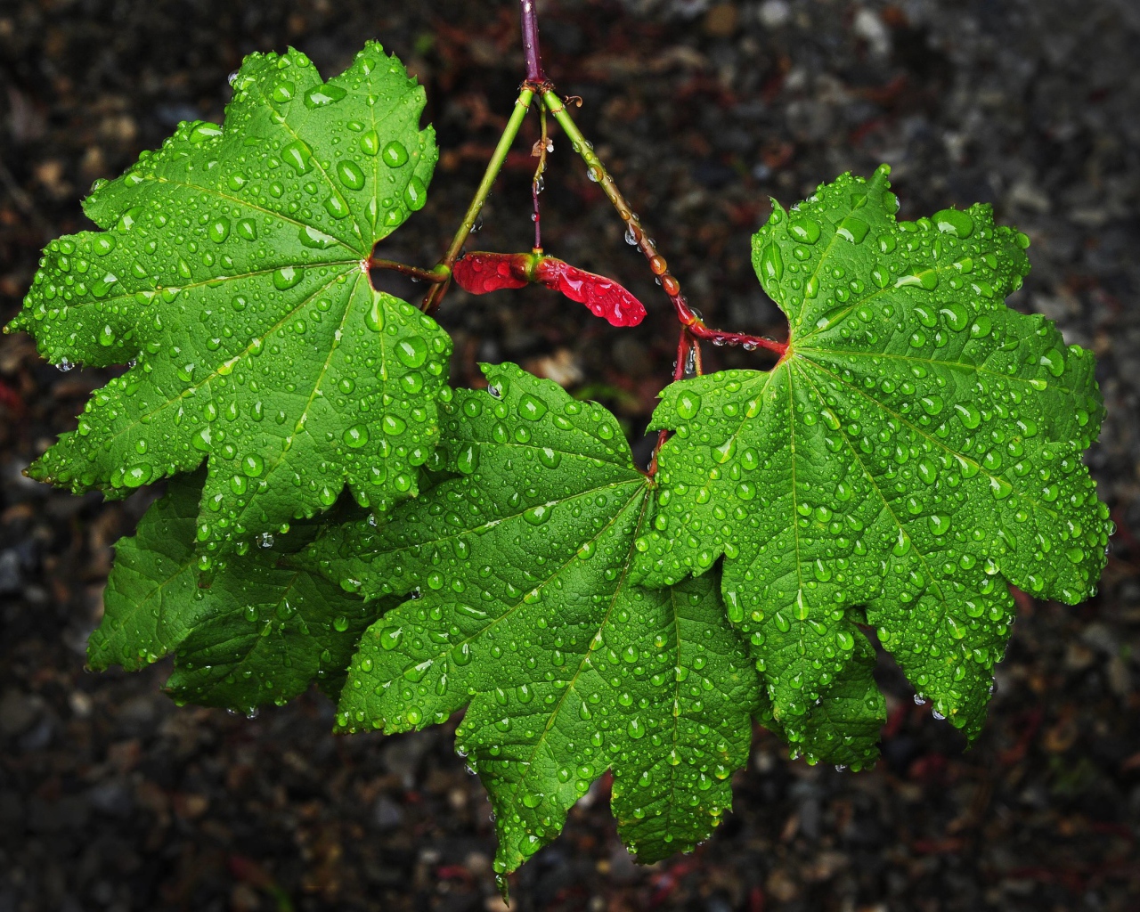Зеленые листья клена в каплях дождя 