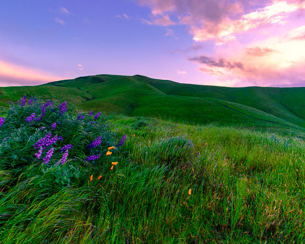 Зеленые луга, Калифорния. США 