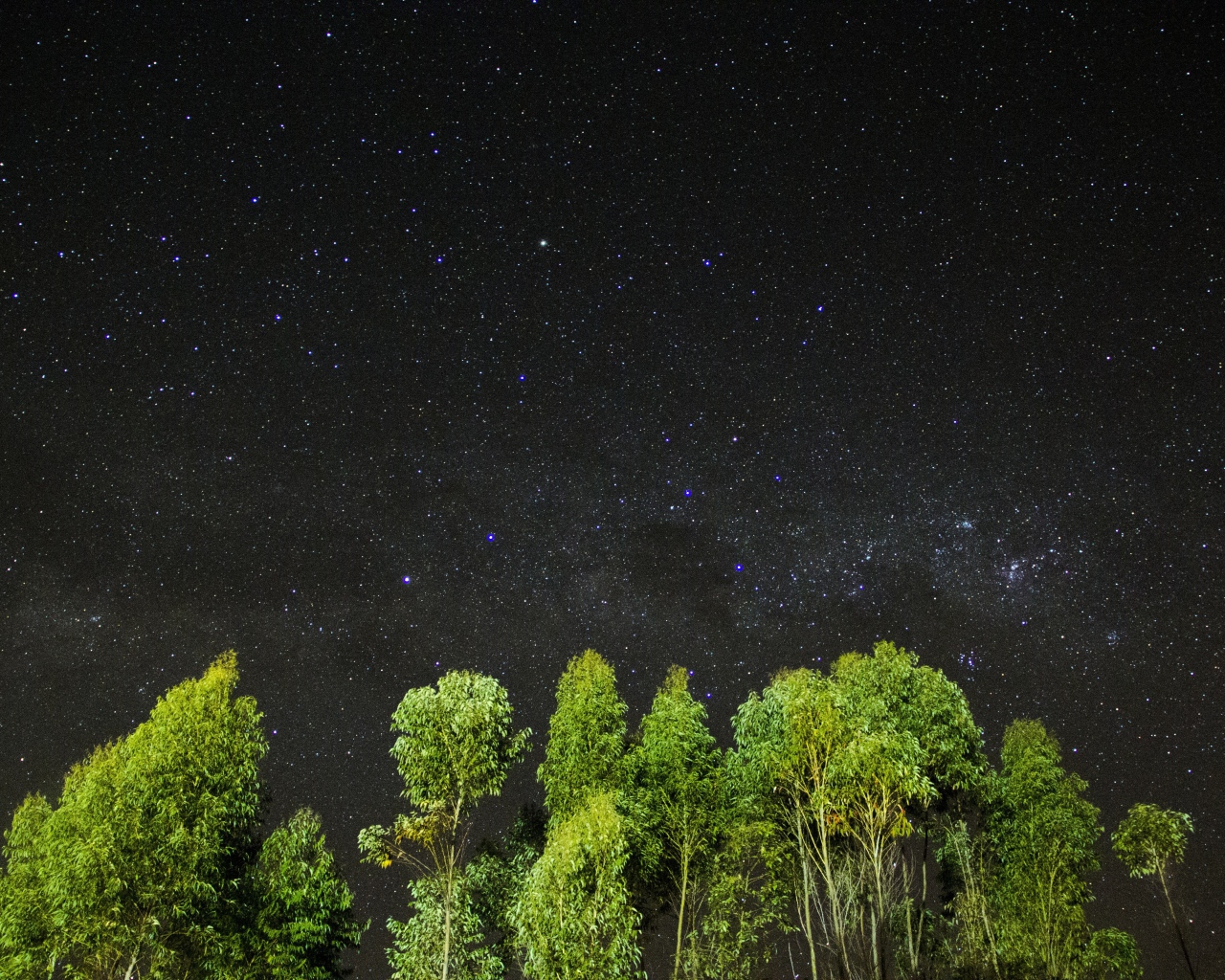Зеленые верхушки деревьев на фоне звездного неба