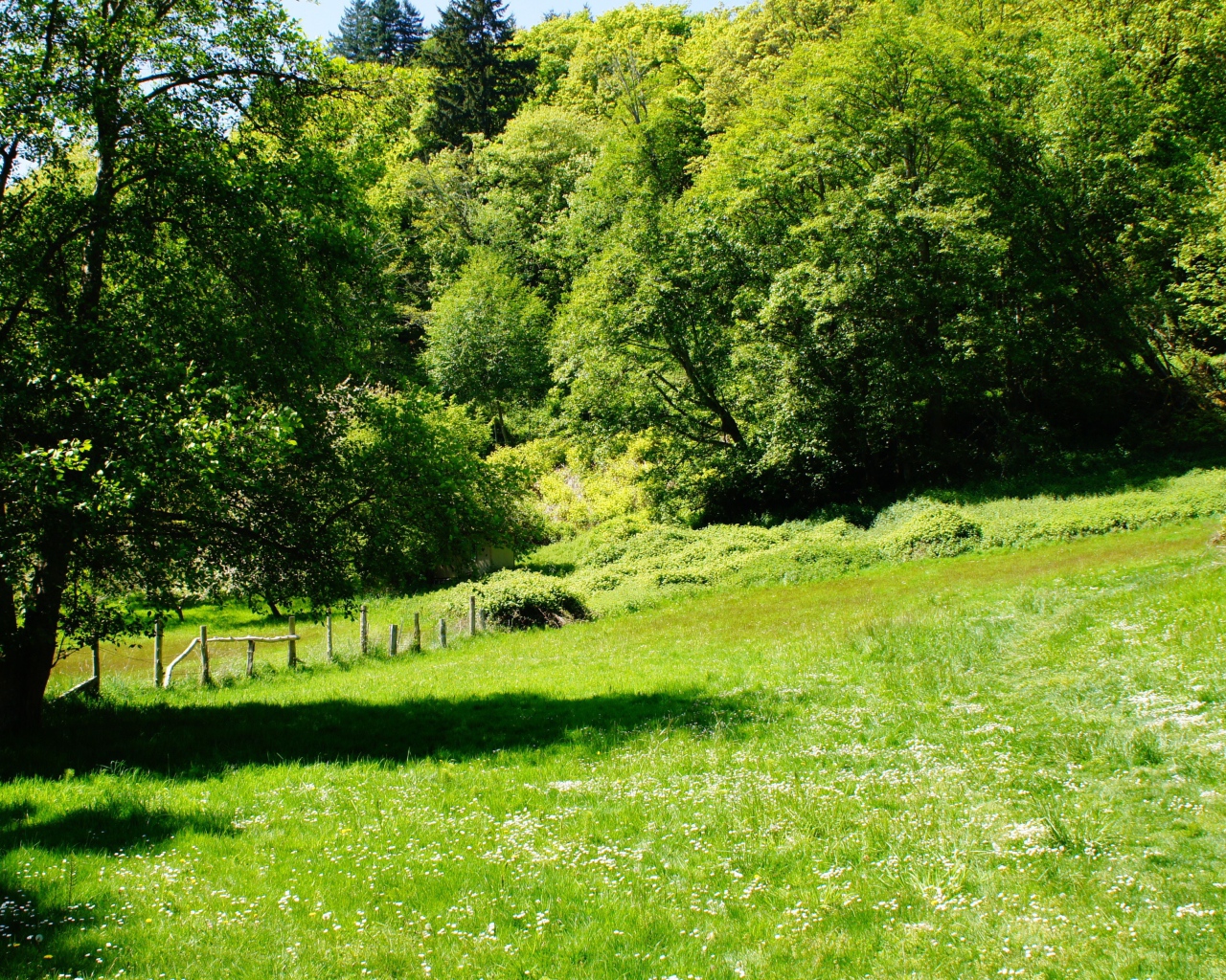 Зеленые деревья и трава летом 