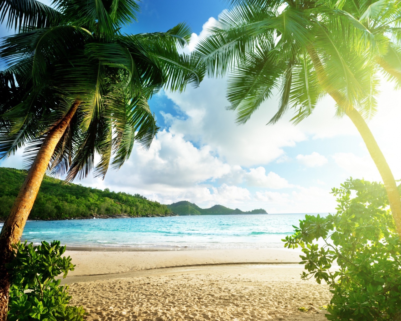 Высокие зеленые пальмы на берегу океана