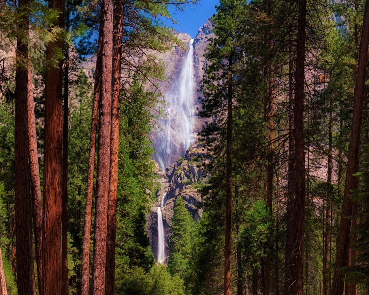 Высокие зеленые сосны на фоне утеса с водопадом