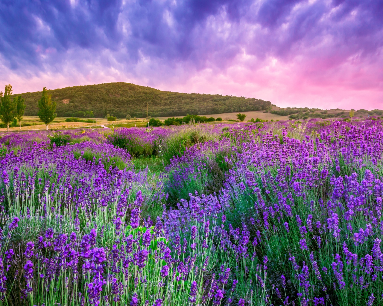 Лавандовые поля Прованса под красивым небом, Франция