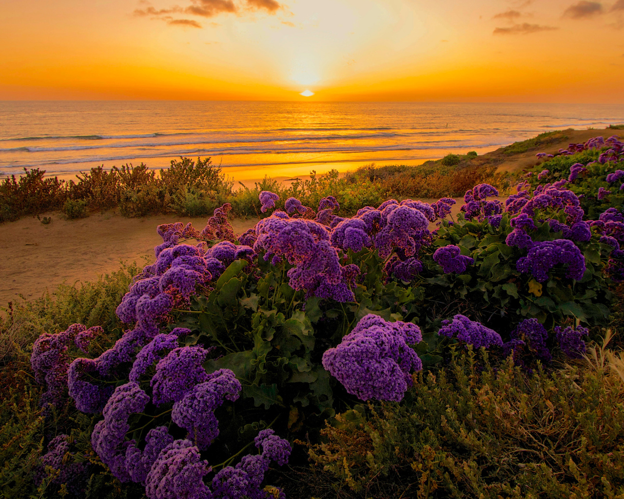 Сиреневые цветы на берегу океана на закате 