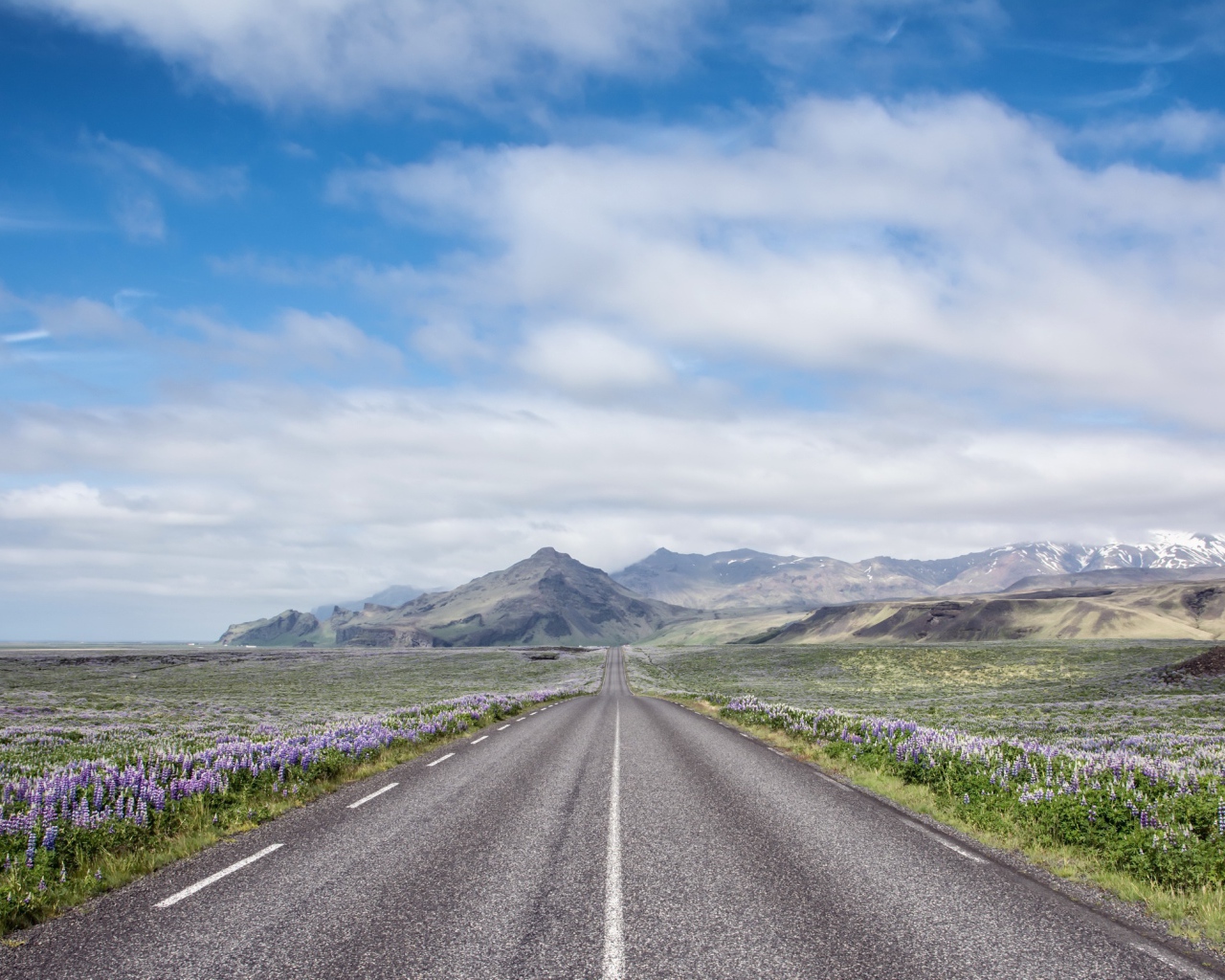 Цветы люпины у дороги под красивым небом