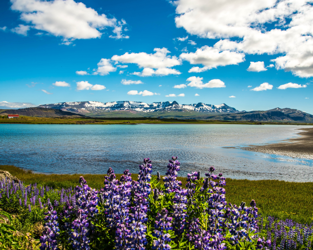 Люпины на берегу озера под красивым небом на фоне гор в Исландии