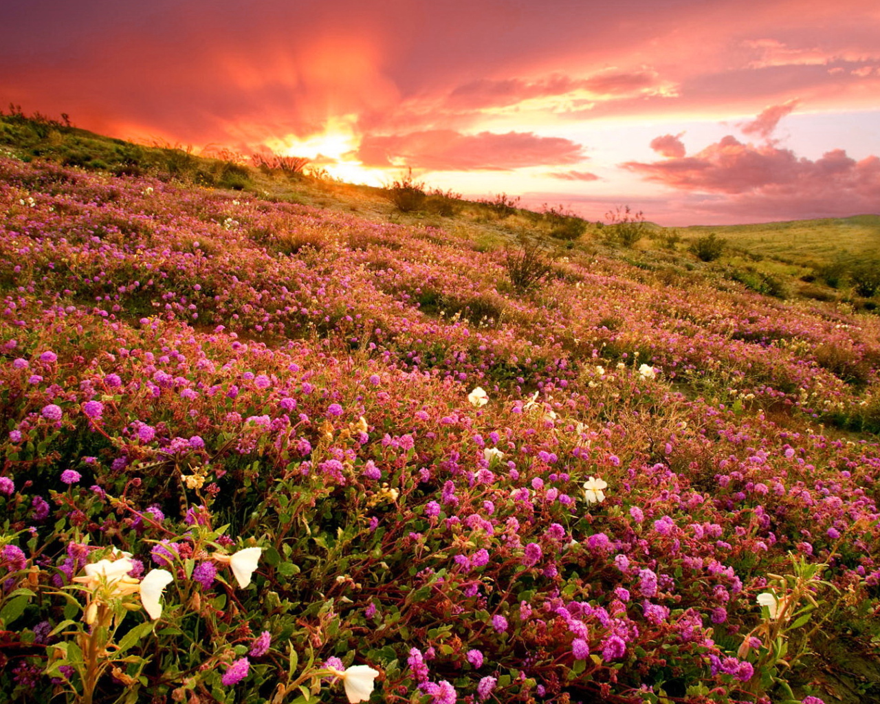 Розовые полевые цветы на фоне заката 