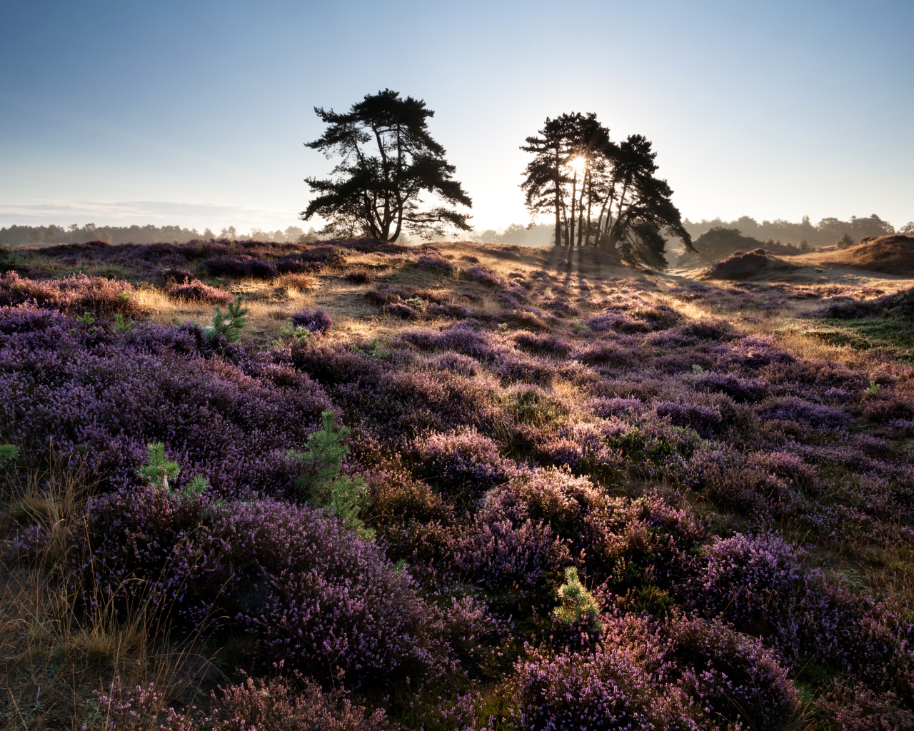Лиловые полевые цветы и деревья в лучах солнца на рассвете