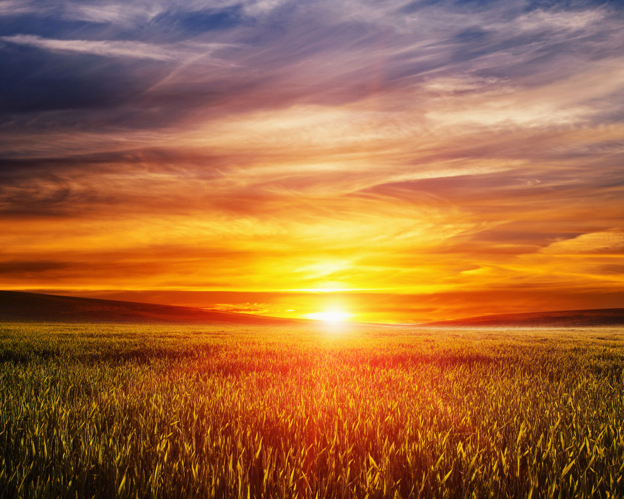 Закат летнего солнца над пшеничным полем 