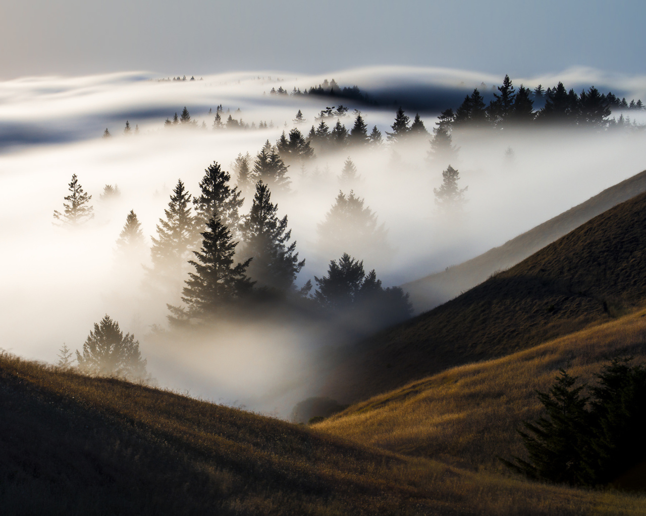 Утренний туман покрыл деревья и холмы