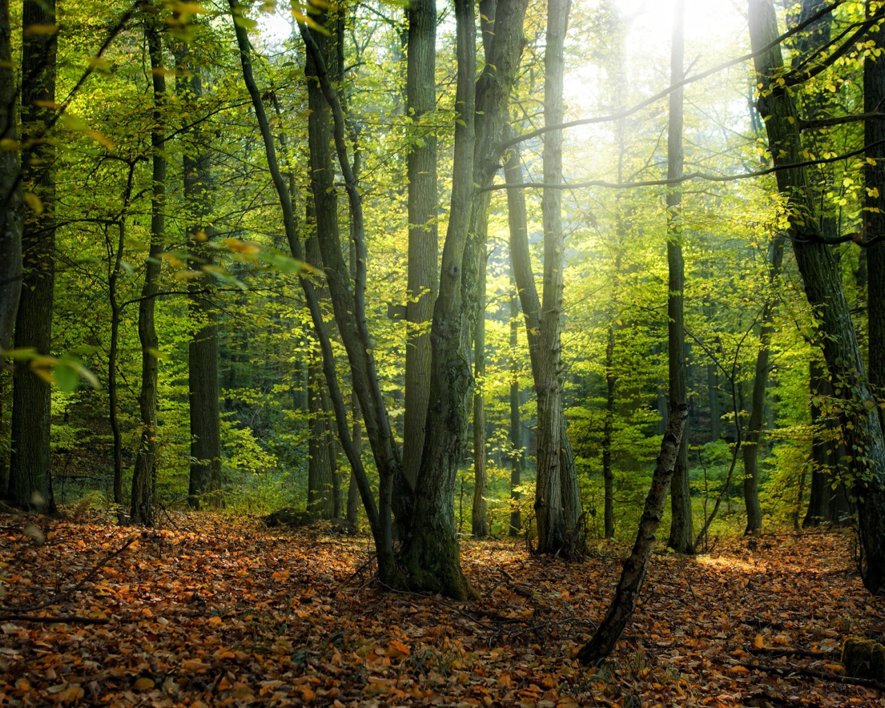 Солнце пробивается сквозь деревья в лесу 