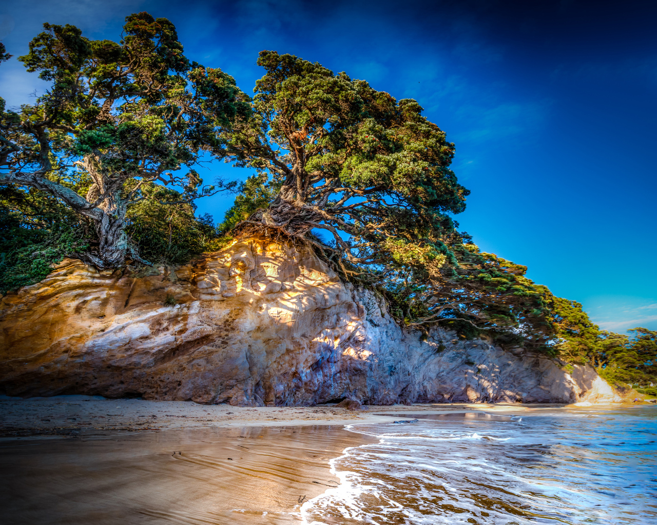 Деревья на склоне скалы у океана 