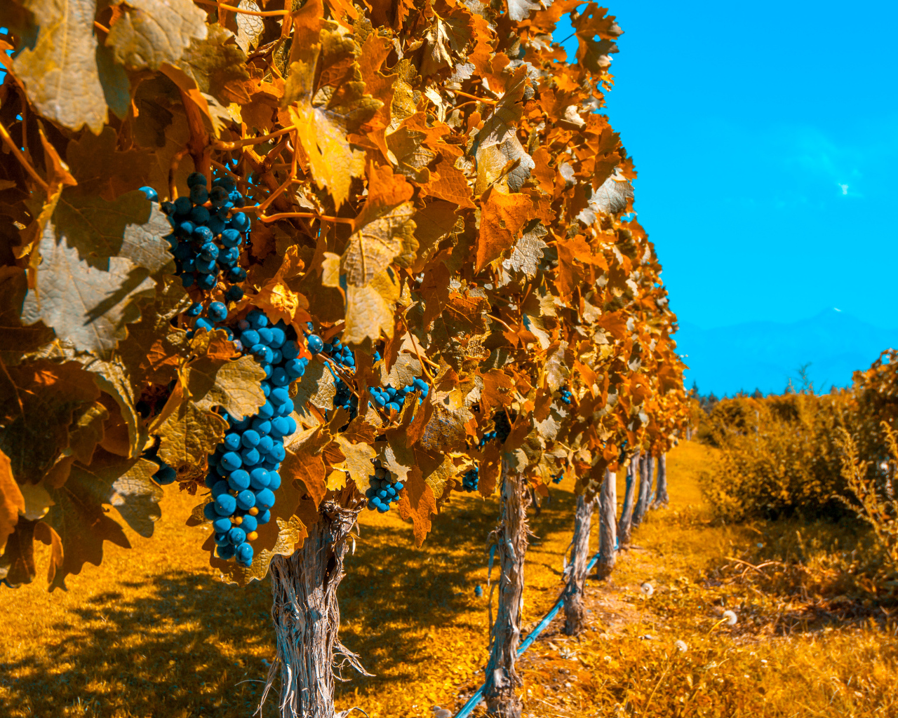 Виноградники со спелым синим виноградом под голубым небом осенью