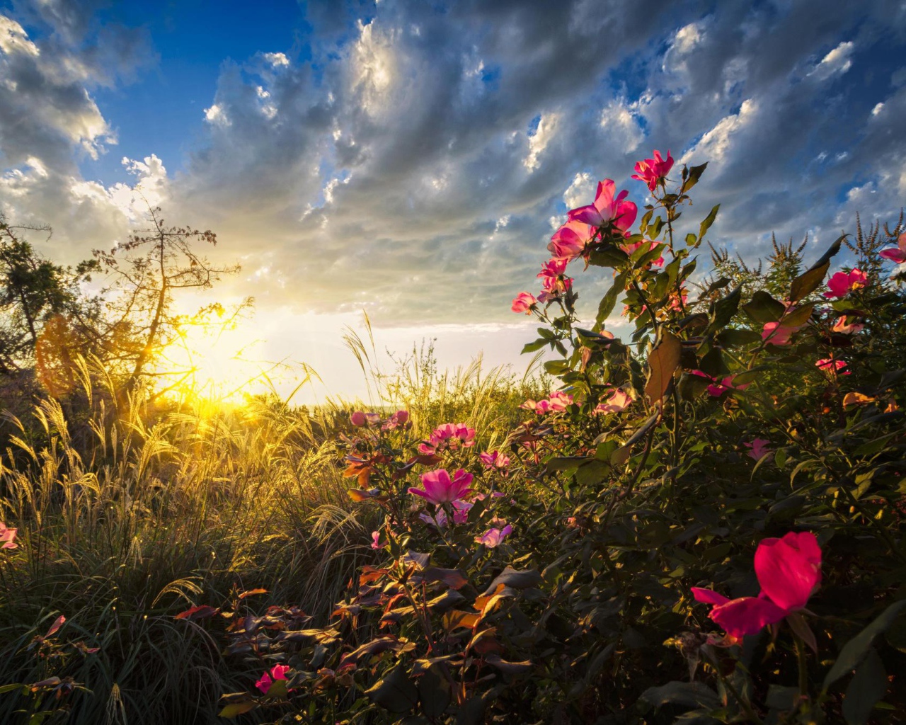 Теплые солнечные лучи падают на цветы на рассвете