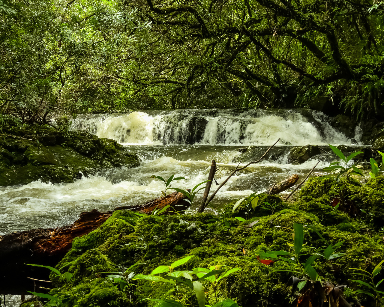 Водопад в лесу между деревьев, Франция 