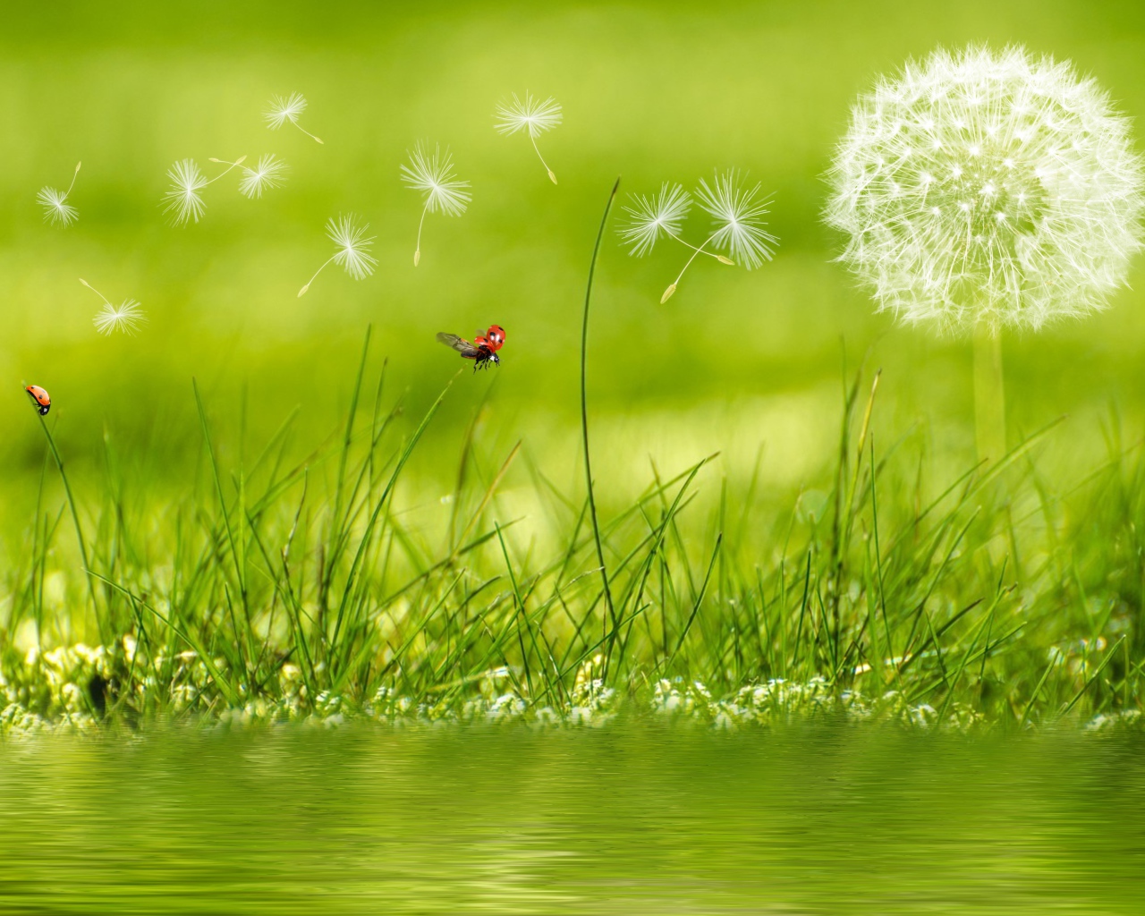 Белый одуванчик с зеленой травой у воды