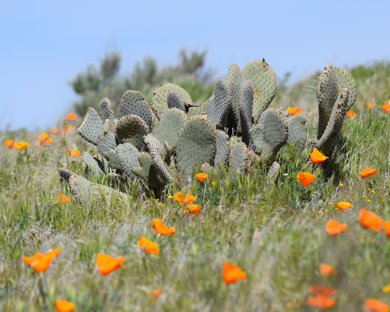 Дикий пустынный кактус и желтые маки  в Калифорнии 