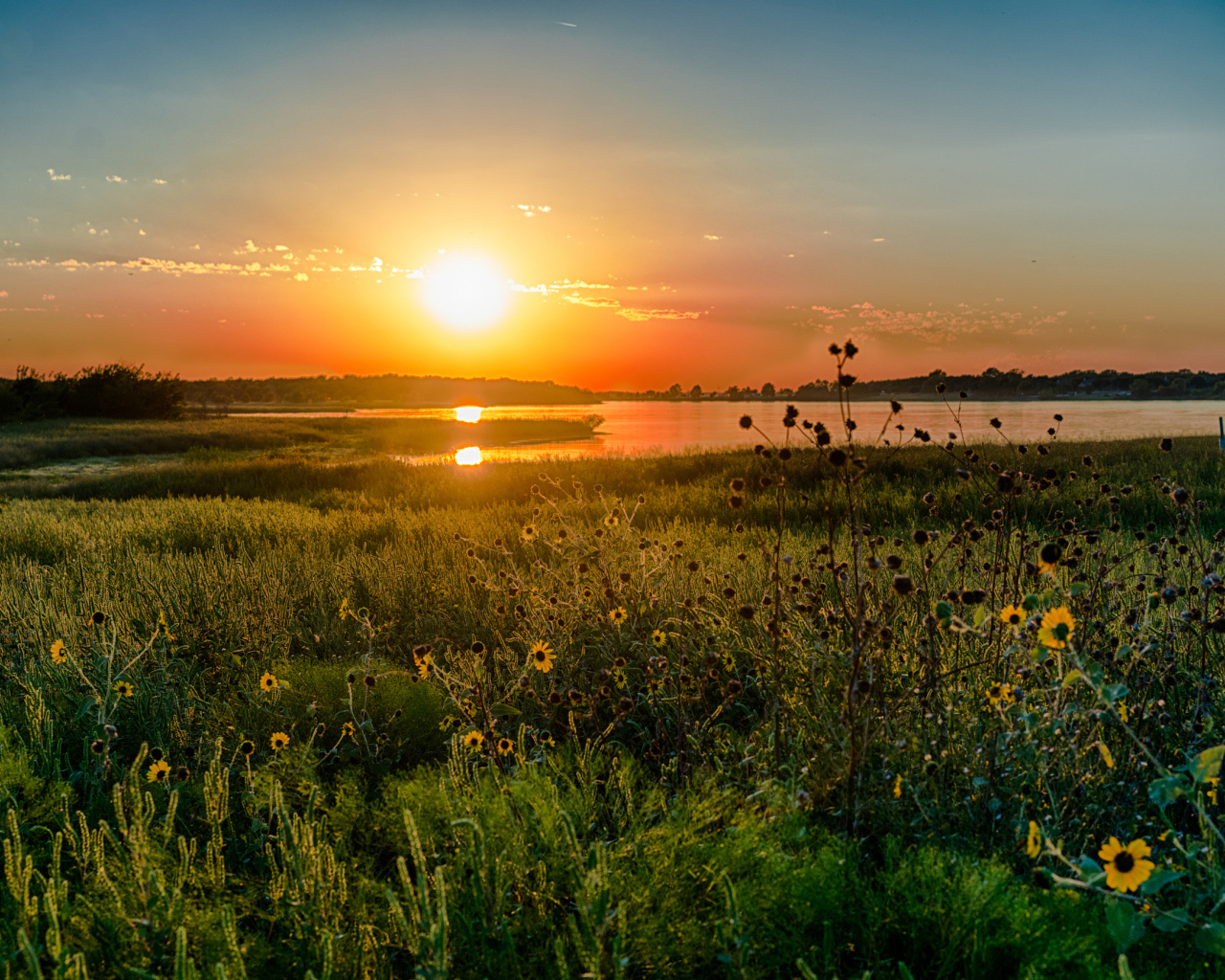 Полевые цветы на закате солнца над озером