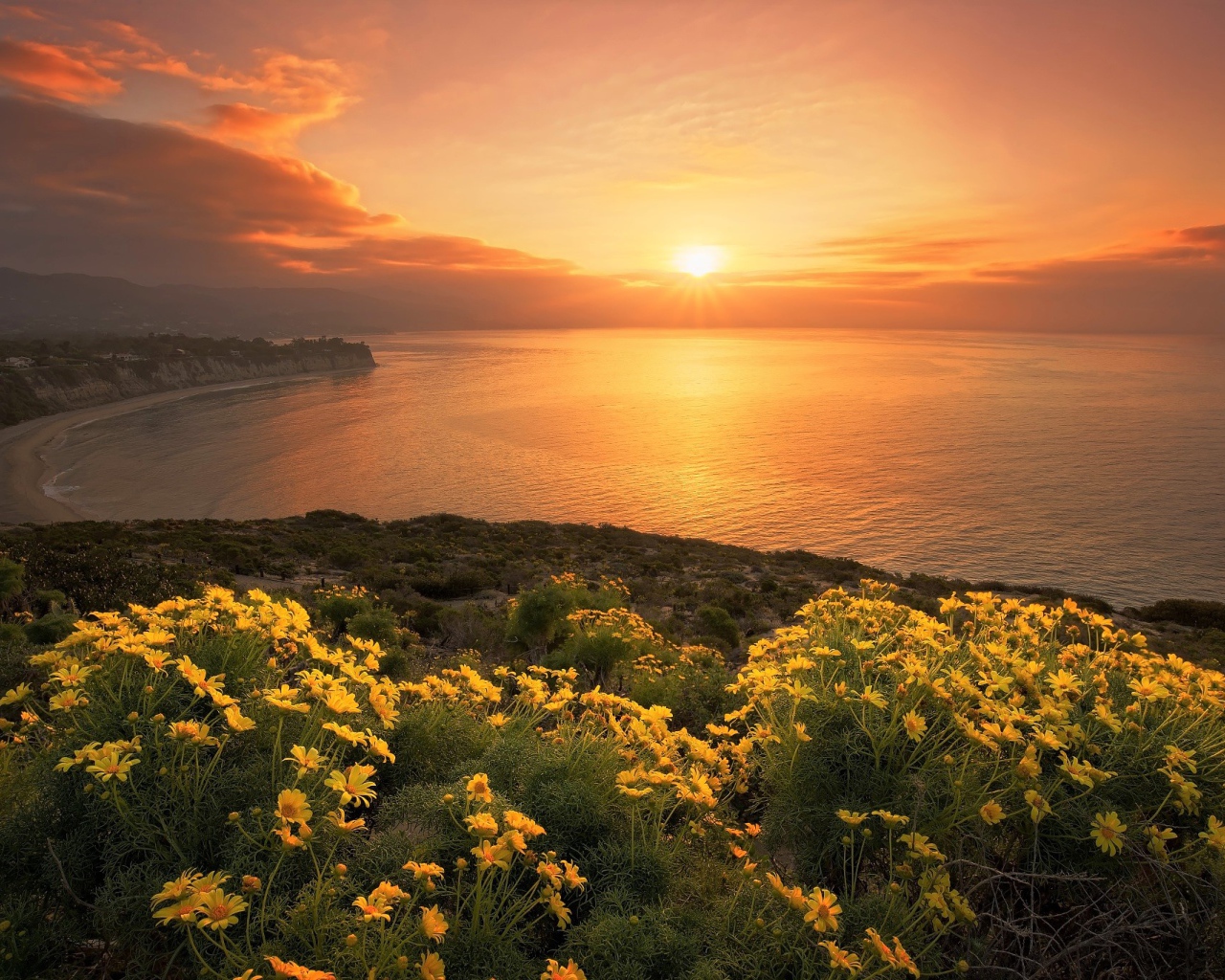 Желтые цветы на берегу океана на закате солнца