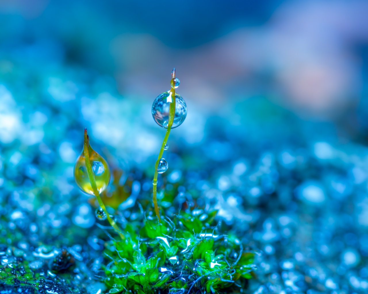 Молодой зеленый росток травы в каплях росы