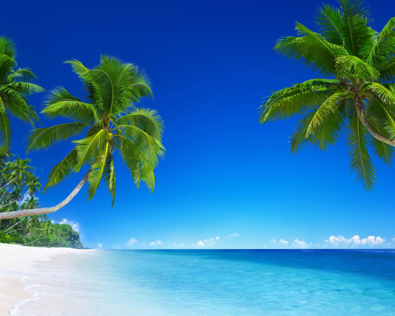 Зеленые пальмы на фоне голубого горизонта 