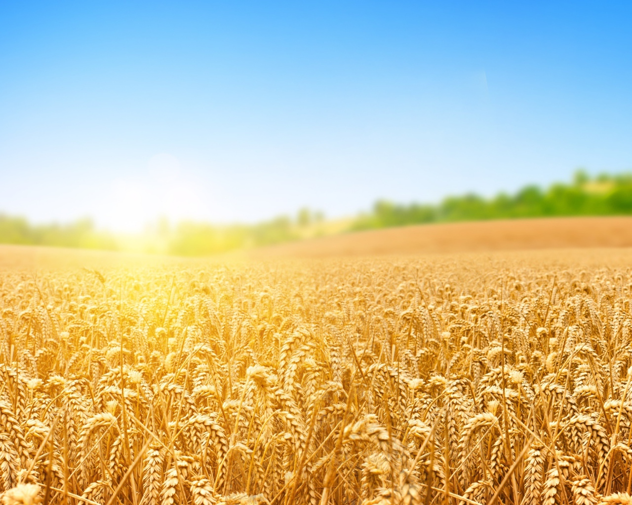 Поле золотой пшеницы в лучах яркого солнца