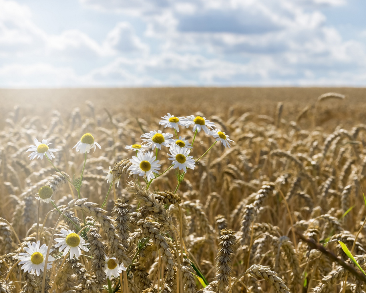Ромашки растут на поле желтой пшеницы