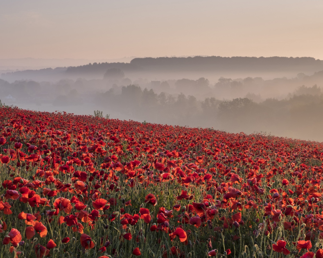 Поле красных маков в утреннем тумане